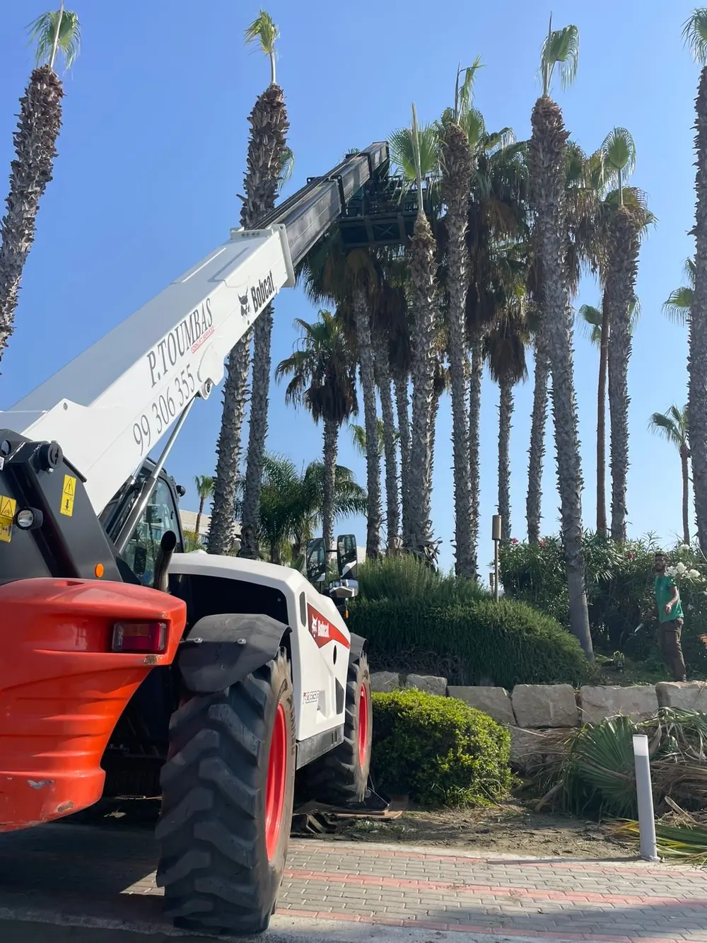 Telescopic forklift trimming palm trees in Limassol